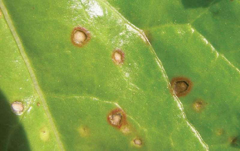 Ramularia Leaf Spot - Beet